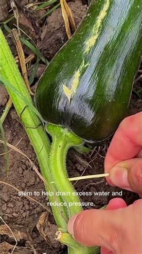 Simple Toothpick Trick to Prevent Fruit Cracking 🍉🌱