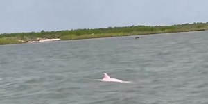 Possible rare pink dolphin spotted swimming around fishermen