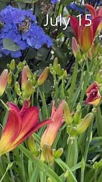 Fall Cut Back For Daylilies - November 23