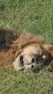 Big nap for the Kaz Laz boy | Alex Chevron