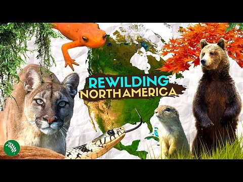 5 REWILDING Success Stories of North America
