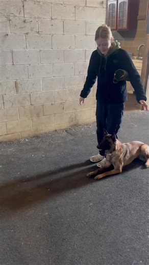 Stacey Neal | Lyra looks so good as they get ready for their Brevet. Owned and handled by Kirsten Pike. Decoy: Alex Hobbs 🐾 Edge of Excellence vom... | Instagram