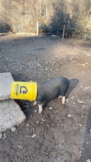 Silly bucket head pig