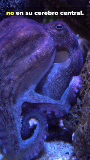 El alien de la tierra: #pulpo