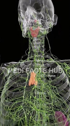 How HIV Attacks the Human Body | 3D Medical Animation Explained #shorts