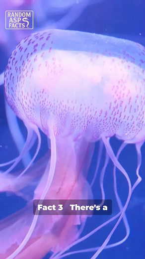 Wild Facts You Didn't Know 🤯🤔 #RandomFacts #MindBlowing #Trivia #Shorts #Countdown #FactShorts | RandomaspFacts