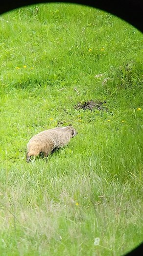 … Just Another Adventure in Yellowstone… Big or Small, the Wildlife in & around Yellowstone will Always Bring Joy to Any New Day!!! Like this Badger Spotted by Kate, One of Our Silver Gate Guides… Cheers to Yet Another Great Weeks End!!! Video Credit: Kate #badger #spottingscope #weekend #adventure #silvergatemontana #silvergatelodging #bookyourstay #bookyourguide #silvergateguides #yellowstonenationalpark #yellowstonenps #yellowsone #getoutside #explore #connectwithnature #experience #realmagic