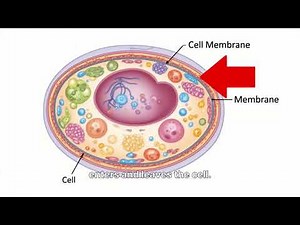 The Structure of an Animal Cell as Seen Under Light Microscope