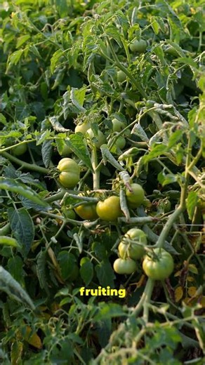 No Sun? Grow These 5 Veggies Anyway!