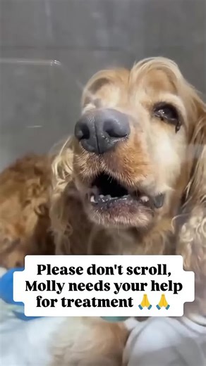 When scrolls ignore suffering, laws must save lives 💔 In the sterile glow of a veterinary isolation unit, Molly the aging Cocker Spaniel lay curled in agony, her golden fur matted and her mouth agape in silent torment from advanced periodontal disease—a preventable affliction turned deadly due to years of neglect by an owner who viewed her as disposable once her