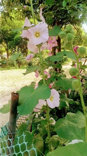 💐🌹🥀🥀🌷🪷🏵️🪻🌻🌼🍂🍁🌸💮 ek viral video lecture follow purani Hero ki