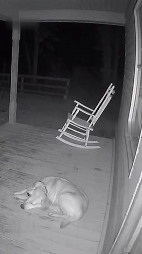 3K views | This security footage will give you chills! Watch as a rocking chair moves on its own and invisible paw prints appear in the dust while the family dog barks at something unseen! Like if this creeps you out! Share to see if your friends believe in animal spirits! Follow for more spooky animal encounters. | The Uncanny Archive | Facebook