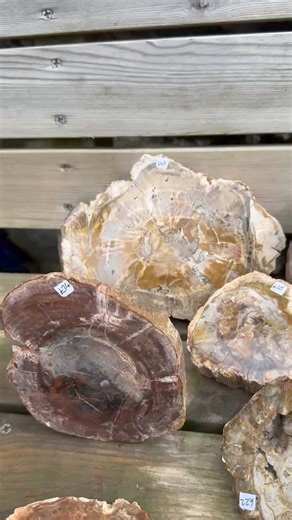 Sorting out some fossil wood slabs. Triassic 225 million years old and from Madagascar | Charmouth Fossils