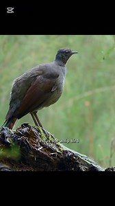THE LYREBIRD #animals #animalworld #lyrebird #birdlife | Animal Documentary