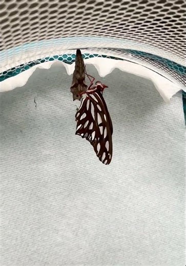 Gulf Fritillary Butterfly emerging from chrysalis #butterfly #baby #garden #nature #shorts #trending