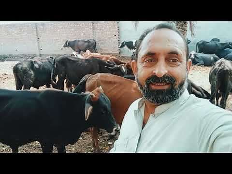 Big bull with small cow breeding carefully | animals meeting