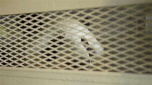 Bye-bye, pandas! Zoo Atlanta visitors bid farewell one final time to pandas before they boarded a special “FedEx Panda Express" and left for China. | USA TODAY