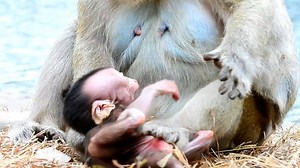Baby Cries...Maddie Mom Beats Her Daughter Madea Weaning Milk Only Two Week Old #Monkeyaction | Monkey action