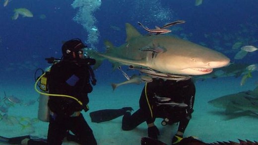 Gronk swims with Sharks