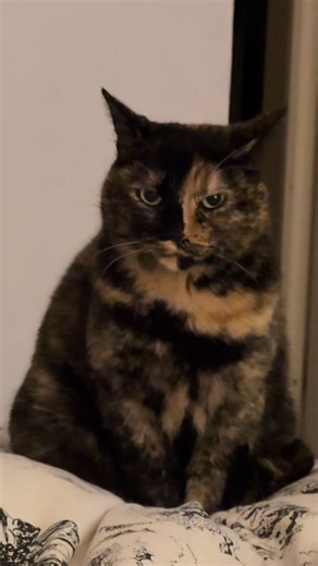 Madame est de mauvais poil. 🥲#chatmignon #tortiecat #karmathecat