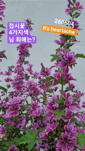 접시꽃4가지색 님의 최애는? #garden #flowers #rose #봄소풍 #여름 #구조라 260604