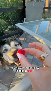 giving raspberries to my 4 dogs 勺❤️✨ #asmr #dogseating #dogasmr #funnydogs #asmrsounds | Raw Dog Mom | Facebook
