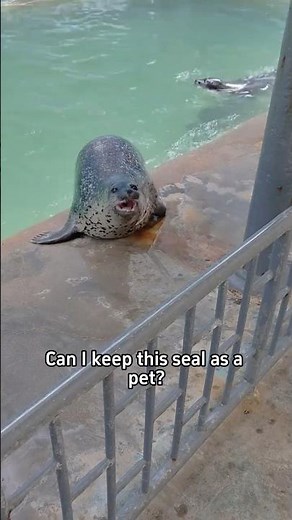 Can you keep these seals as a pet? 👀