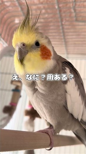 近づきたいのに近づけない…はにかみ屋さんです。
