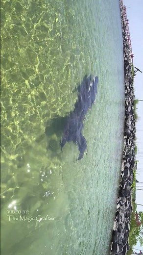Black Mermaid in Lake Michigan