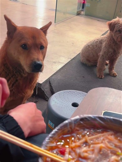 The dog's eyes can't do without food... #dog #fyp #funny #funnydogs #foryou