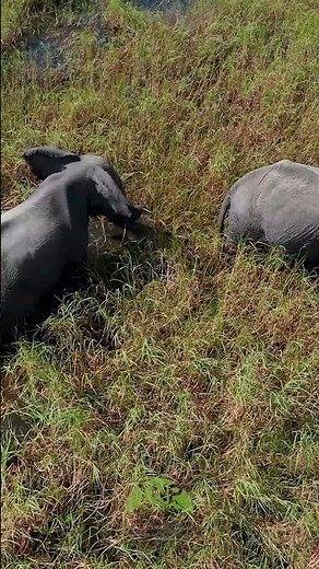 Elephants in the Wild: Aerial Views of Okavango Delta!