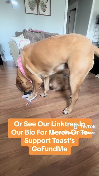 TOAST, THE NARCOLEPTIC DOG on TikTok