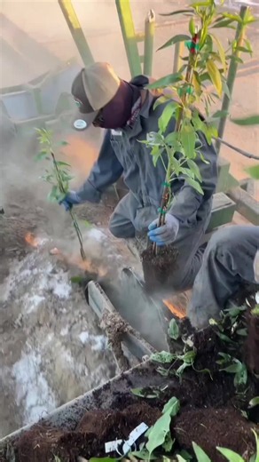 #asmr #agriculture #satisfying #factory #fyp