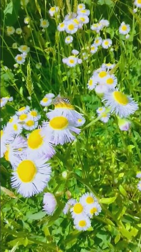 #ハルジオン#癒し#ハナバチ#花言葉#さりげない愛#春紫苑#野草花#自然#昆虫