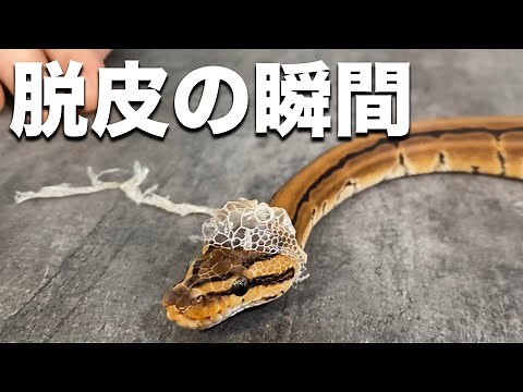 Miracle Alert! Camera Captures the Moment of Snake Shedding｜Ball Python Breeding