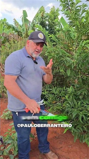 How to prune fruit trees #farm #fruits #pruning #planting #agriculture