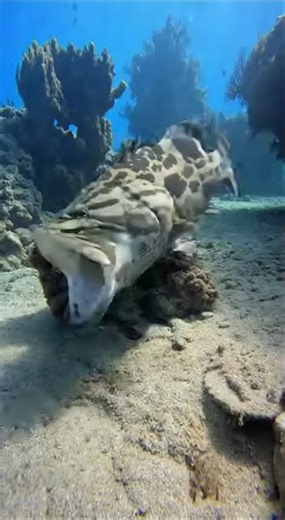 #OceanLife #MarineBiology #UnderwaterWorld #USAWildlife #NatureLovers