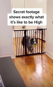 #soundsaboutright #weeb #hig #funnyasf #funnyash #toofunny #hilarious #loveit #hilarious #funnyfunnyvideos #omgyes #yup