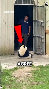 Panda Is The Worst Parents In The World!!