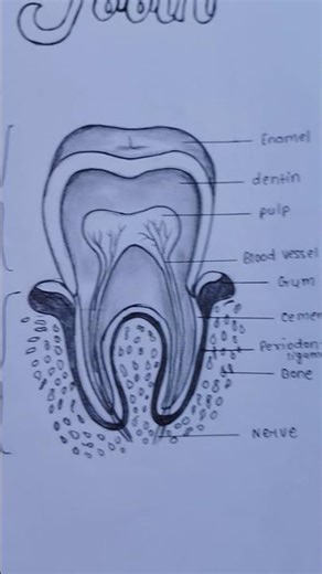 structure of tooth 😬😬