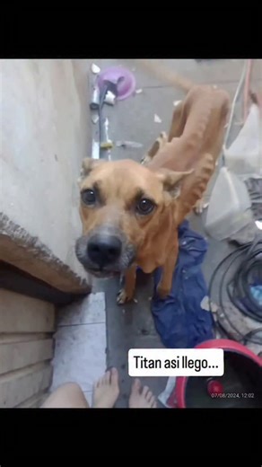 85 reactions · 13 shares | Titan ya la paso tan mal que hoy necesita un hogar. Hoy hizo mucho frio vamos!!! Escribinos al whatsapp 1169232782 para colaborar con sus gastos: Mercado Pago CVU: 0000003100275381843306 Alias: REFUAQ.MP Gracias por ayudarnos a ayudar | Adopciones Quilmes | Facebook