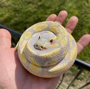 Buy Albino Ball Python (10 Cm Diameter) Online in India - Etsy