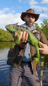 40K views · 473 reactions | I caught an iguana! #florida #reptile #iguana #coyotepeterson | Coyote Peterson | Facebook