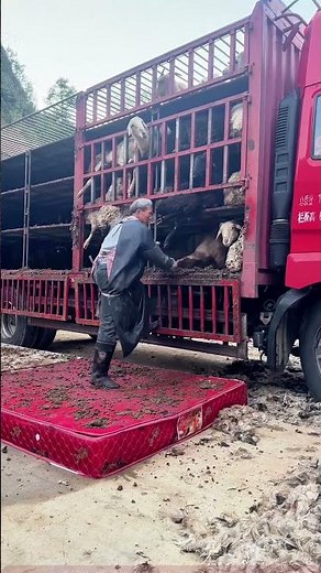Sheep Jumping Off a Truck – Shepherd’s Skillful Herding