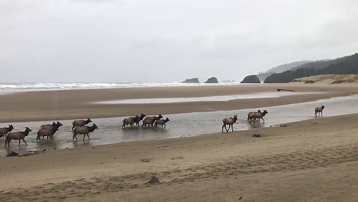 143K views · 2.7K reactions | It’s beginning to feel a lot like Christmas in Cannon Beach. Here’s the view today that our downtown oceanfront hotels offered guests this morning. When we describe this time of year as the “magic season,” this is just part of what we mean. Grab your rain gear and don’t miss the magic! | Experience Cannon Beach | Facebook