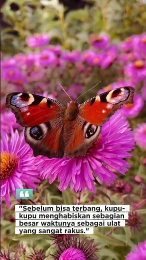 🦋 kupu - kupu dalam 30 detik yuk cari tau 🔥