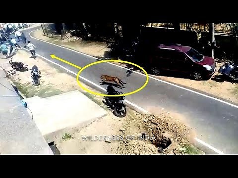 Leopard Attack Human - Alwar City