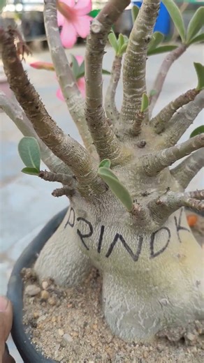 ⭐ Adenium Arabicum NOM SOD DD & KHZ | Massive Roots Broke the Pot 🌸🔥