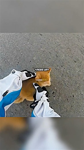 Biker SAVES Kitten From Being Ran Over 🥺❤️