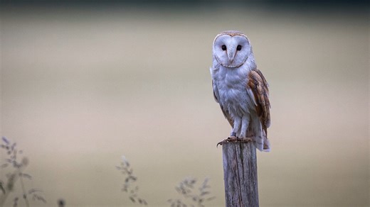 Wildlife photography secrets finding the elusive barn owl